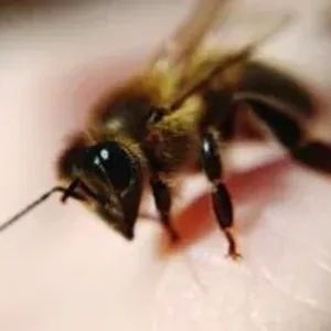 اعرف الفرق بين النحل والدبور في اليوم العالمى للنحل