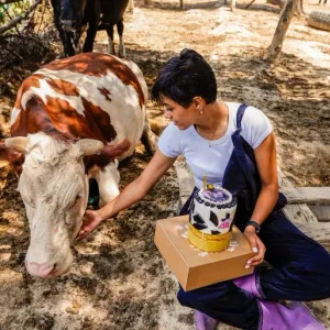 الفلاحة الصغيرة.. تونسية تقاوم الفشل بمشروع ناجح لتربية الأبقار