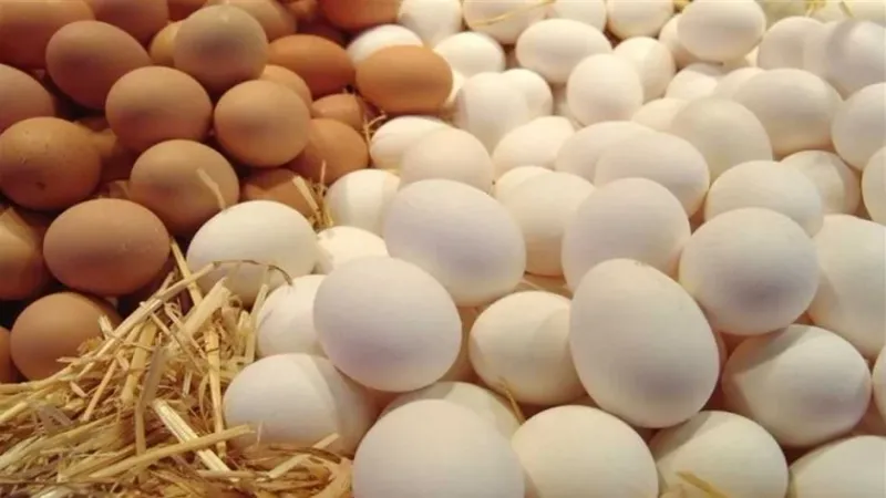 سعر كرتونة البيض اليوم السبت 25-5-2024 في بورصة الدواجن