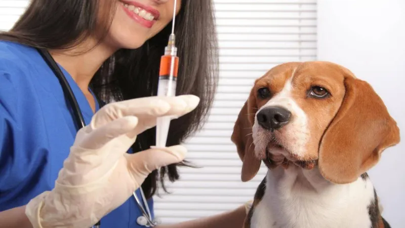 عائلة تلقت اللقاح وكلب مات... حادثة في مار بطرس تسلّط الضوء على التقصير في معالجة ظاهرة الكلاب الشاردة