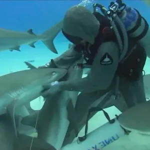 شاهد كيف تعالج "طبيبة القرش" في جزر البهاما الأسماك الضخمة المصابة بخطافات الصيد