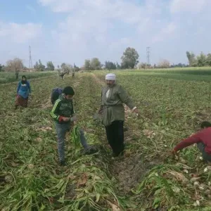 القناة الأولى تبرز ارتفاع معدلات توريد محصول بنجر السكر في الشرقية