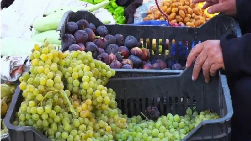 صلاح الدين.. فائض في إنتاج محصولي العنب والتين