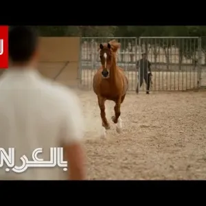 مزرعة في أبوظبي تدّرب الخيول لتصبح نجوم سينما.. شاهد كيف