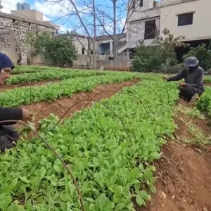 "الجميع خائفون" لكن لقمة العيش تتطلب المجازفة.. المزارعون في لبنان تحت القصف الإسرائيلي