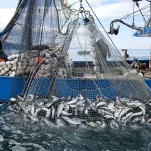 الحكومة تقنن صيد سمك “القرب”