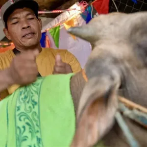 إندونيسيا.. جلسات تدليك للأبقار استعداداً لذبحها في عيد الأضحى