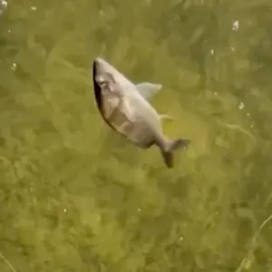 فيديو يظهر أسماكا تدور بشكل غامض قبل أن تموت.. غواص يرصد ظاهرة مخيفة في فلوريدا