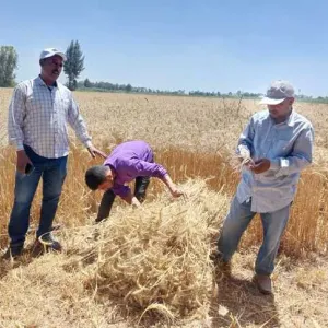«زراعة الإسكندرية»: ذروة حصاد القمح الأسبوع المقبل.. وإنتاجية الفدان تصل لـ18 أردبًا هذا العام