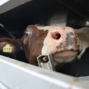 تجنب انتشار الأمراض يدفع المغرب إلى منع استيراد البقر من الدول الأوروبية