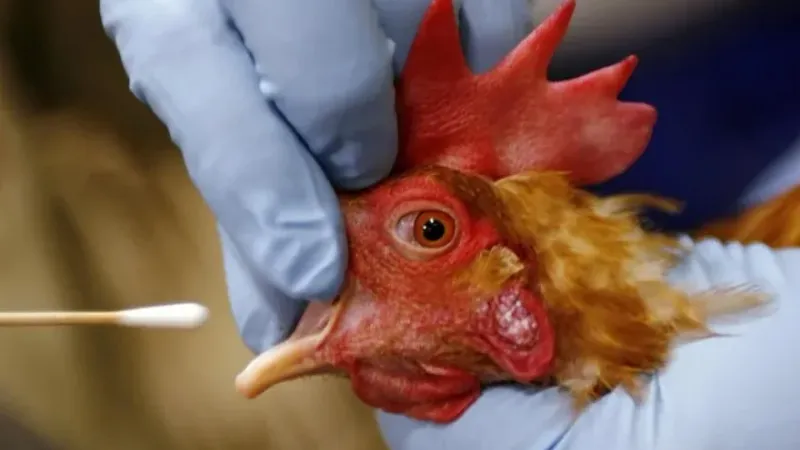 هل تخفي الولايات الأمريكية إصابات انفلونزا الطيور؟