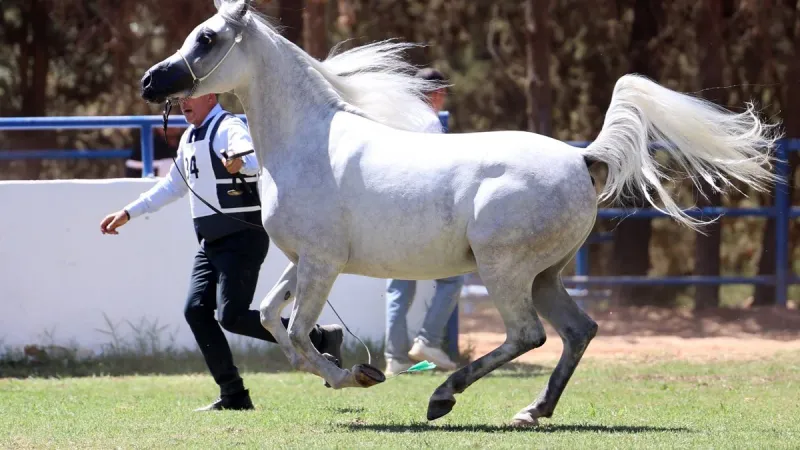 انطلاق بطولات الشرق الأوسط لجمال الخيل العربية في الأردن