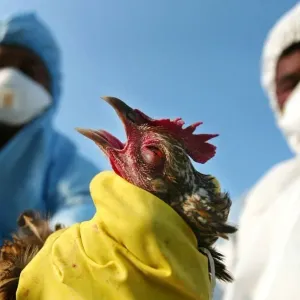 إنفلونزا الطيور يتفشّى داخل مزرعة أخرى في أوستراليا!