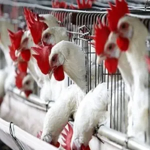 أمريكا تحظر واردات الدواجن الأسترالية بسبب إنفلونزا الطيور