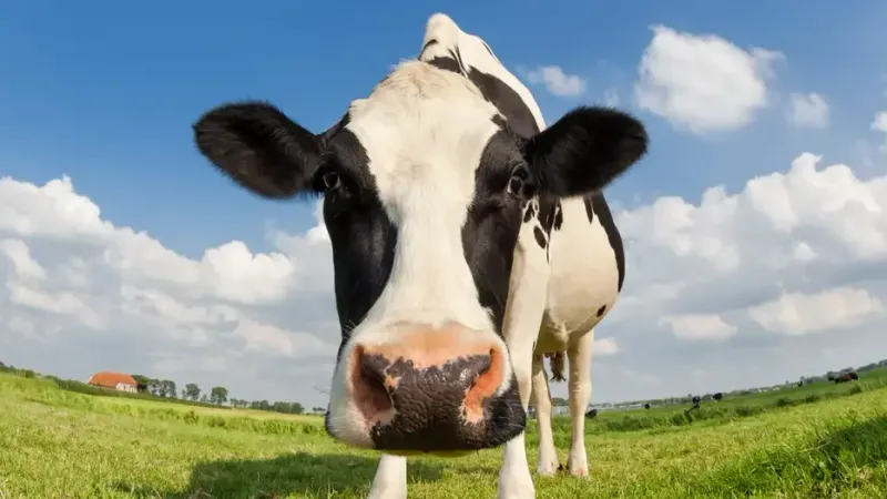 النظام الغذائي للأبقار.. هل هو صديق للبيئة؟