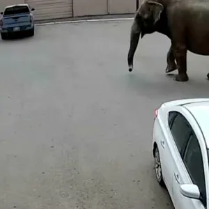 كاميرات مراقبة ترصد فيل سيرك هارب يتجول في الشوارع.. شاهد ما حدث