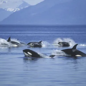 لماذا تهاجم الحيتان القاتلة القوارب؟