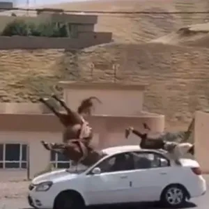 حادث سير غريب بين حصان وسيارة في قضاء عقرة (فيديو)