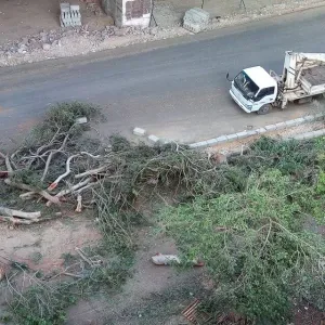 إعلامي مصري: الأيام الحالية أثبتت أن إزالة الأشجار كانت جريمة