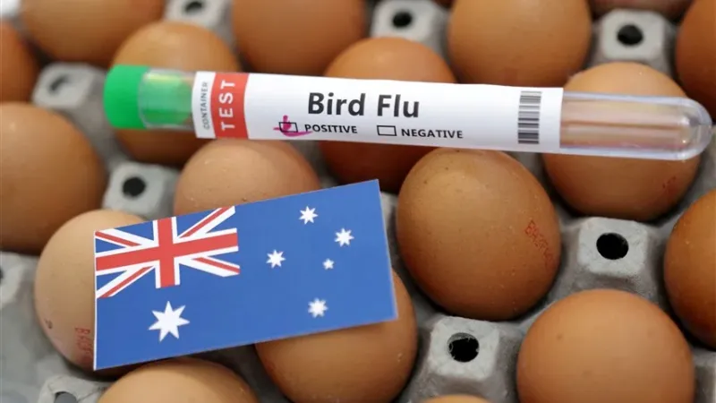 أمريكا تحظر واردات دواجن من ولاية أسترالية بسبب إنفلونزا الطيور