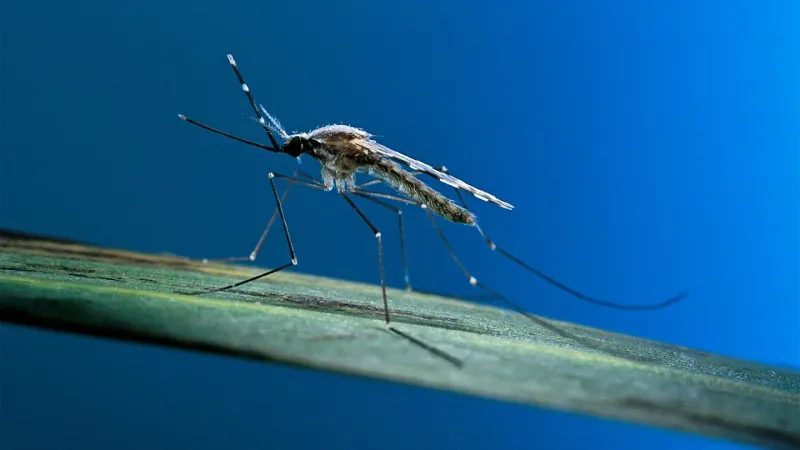 إنجاز سعودي جديد قد يحل مُعضلة مرض الملاريا.. تفاصيل