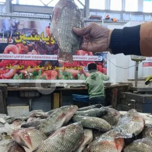 تراجع أسعار السمك والجمبري في الأسواق اليوم