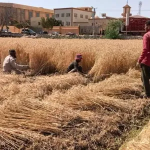 «الزراعة»: تقاوي القمح المعتمدة تغطي جميع المحافظات لأول مرة