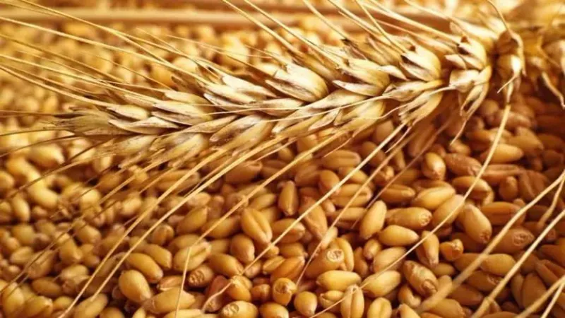 تحسن توقعات إنتاج القمح عالميا يدفع الأسعار إلى الانخفاض