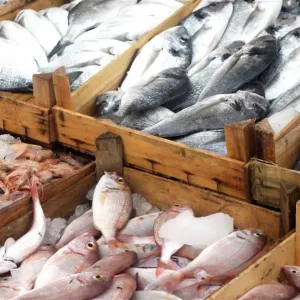 أسماك تشكل خطرا على صحة الإنسان عند تناولها