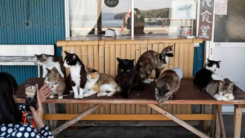 بالصور: جزيرة تاشيروجيما اليابانية تضم قططاً أكثر من البشر