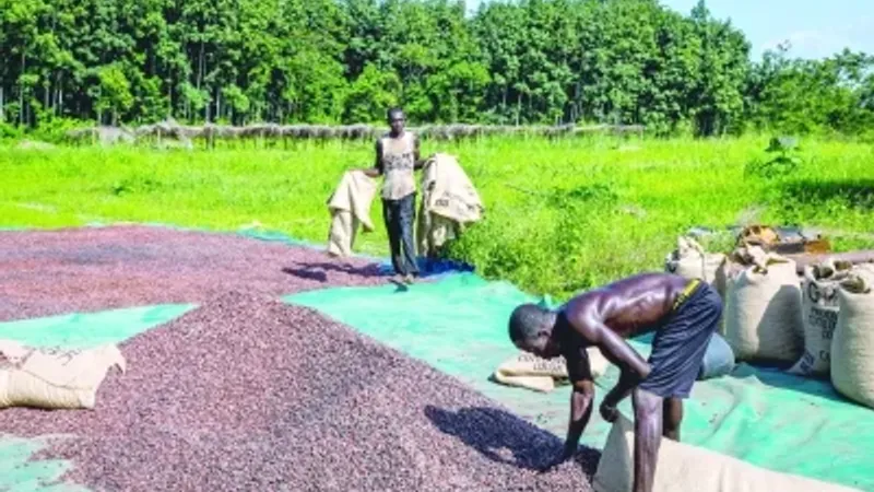 مزارعو الكاكاو في غانا يلجأون الى تهريب محاصيلهم وبيعها خارج البلاد نظرا لتراجع العملة