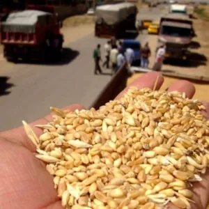 بابل تعلن انتهاء موسم حصاد الحنطة بعد تسويق 224 ألف طن