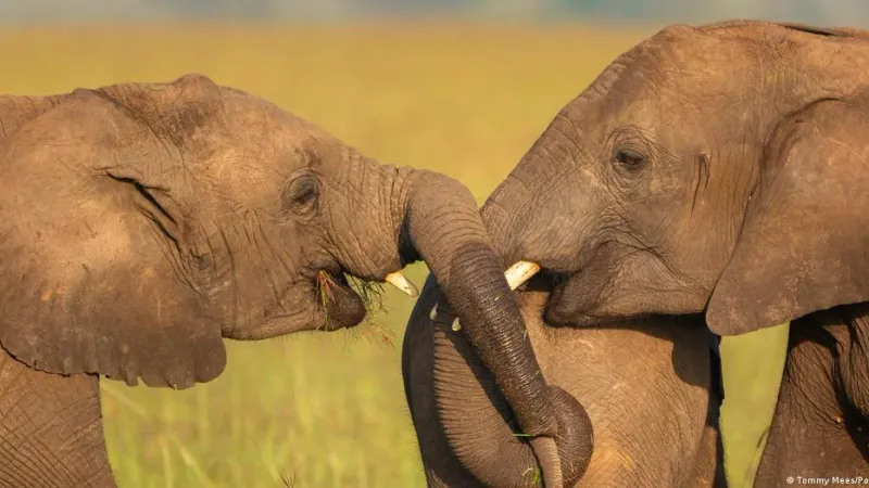 باحثون: الفيلة تتبادل "التحية" فيما بينها عبر هذه الإشارات!
