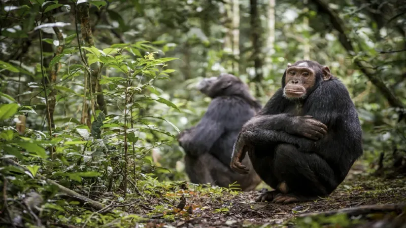 الشمبانزي تساعد العلماء في تحقيق اكتشاف طبي مذهل
