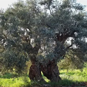 شجرة زيتون المهراس.. سفير جديد للأردن قريباً في قائمة اليونيسكو