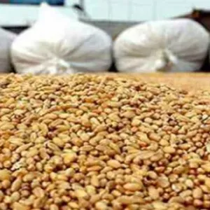 عاجل/ تونس تطرح مناقصة دولية لشراء القمح والشعير