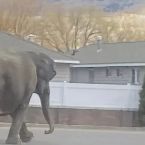 شاهد: فيل هارب من السيرك يعرقل حركة المرور في ولاية مونتانا الأمريكية