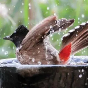 لمحبي الطيور.. طرق بسيطة لمساعدتها في التغلب على الطقس الحار «سيب مياه على الشباك»