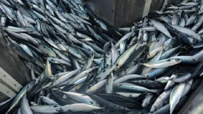 تراجع أسعار سمك الماكريل في الأسواق.. بكم الكيلو اليوم؟