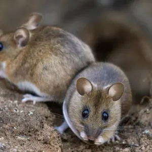 "فيروس هانتا" ينتشر بين الفئران.. وقد ينتقل للإنسان ويؤدي للوفاة