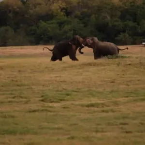 شاهد.. عراك بين فيلة ضخمة أمام فريق CNN في غابات سيريلانكا