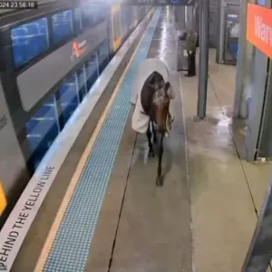 انتهت مغامرته دون أن يركب القطار.. شاهد لحظة دخول حصان هارب محطة مترو أنفاق