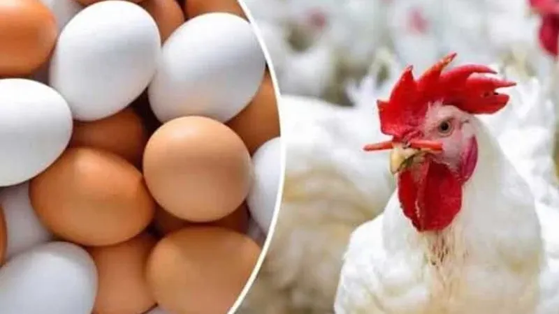 ارتفاع سعر الفراخ البيضاء وتراجع كرتونة البيض (أحمر وأبيض) بالأسواق الجمعة 26 أبريل 2024