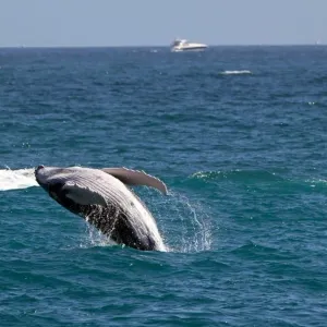 في المحيط الهادئ... حجم الحيتان الرمادية يتقلص مع ارتفاع معدلات الحرارة