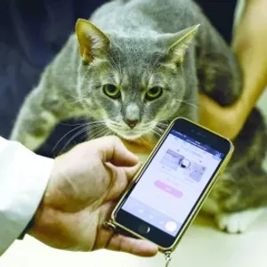 القطط الأليفة في اليابان تتلقى مساعدة صحية من الذكاء الاصطناعي