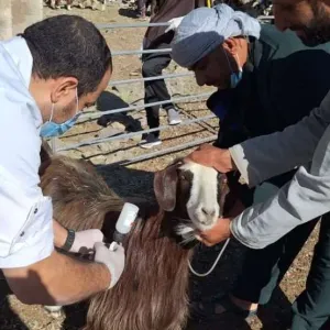 حملة تحصين موسعة للثروة الحيوانية في جبل السراة