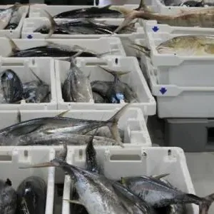 بدء الإنتاج التجريبي لعلب التونة في "سماك".. وطرح المنتجات بالأسواق خلال الشهر الجاري