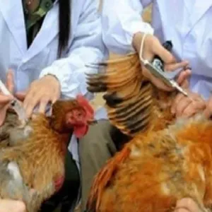 «استعدادا لتفشي الوباء».. دراسة دولية توضح لقاحات جديدة ضد إنفلونزا الطيور