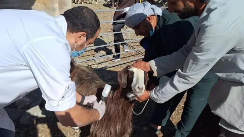 حملة تحصين موسعة للثروة الحيوانية في جبل السراة