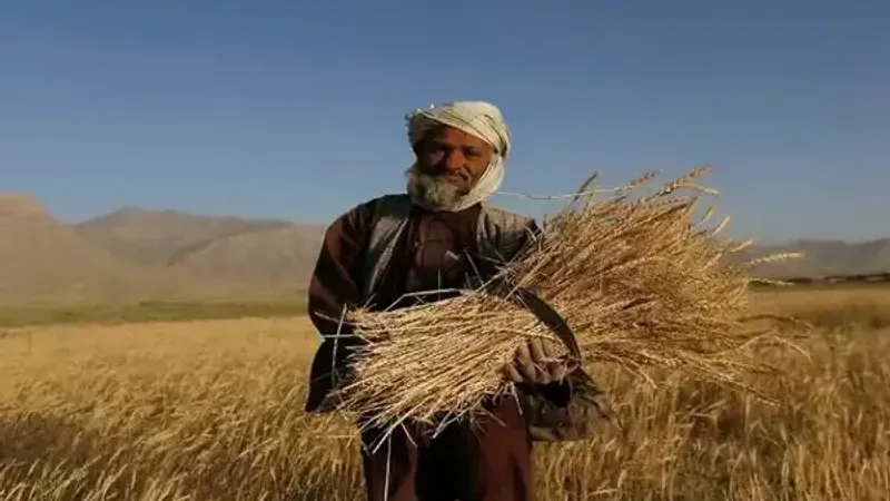 أفغانستان تُنتج 4.3 مليون طن من القمح في 2023